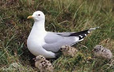 پرنده کاکایی با نام علمی Larus