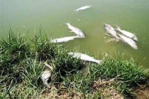 آلودگی رودخانه ارس به مواد سرطان زا