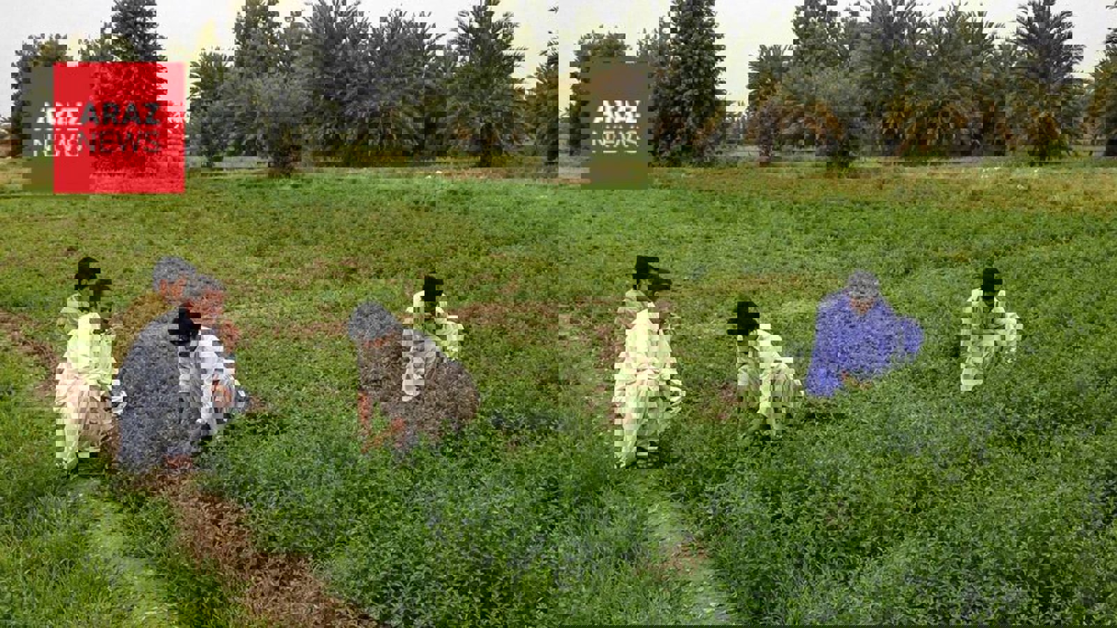 بحران در مزارع بلوچستان در سايه جنگ و بحران اقتصادى