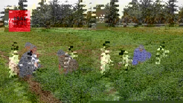 بحران در مزارع بلوچستان در سايه جنگ و بحران اقتصادى