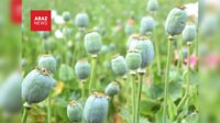 هشدار درباره موج جديد اعتياد در ايران؛ كشاورزان به جاى برنج خشخاش مى كارند