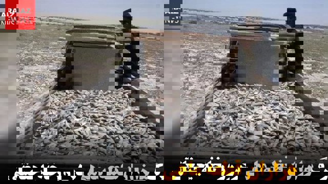 مرگ هزاران قطعه ماهی در رورخانه جیغاتی