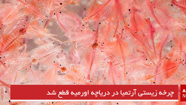 چرخه زیستی آرتمیا در دریاچه اورمیه قطع شد