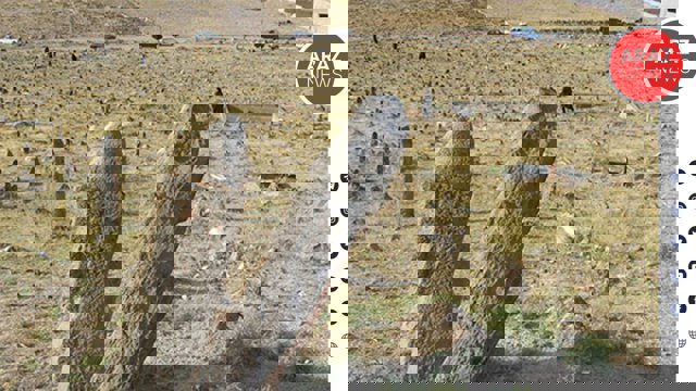 قبرستان تاریخی «پینه شلوار» تبریز در آستانه نابودی کامل