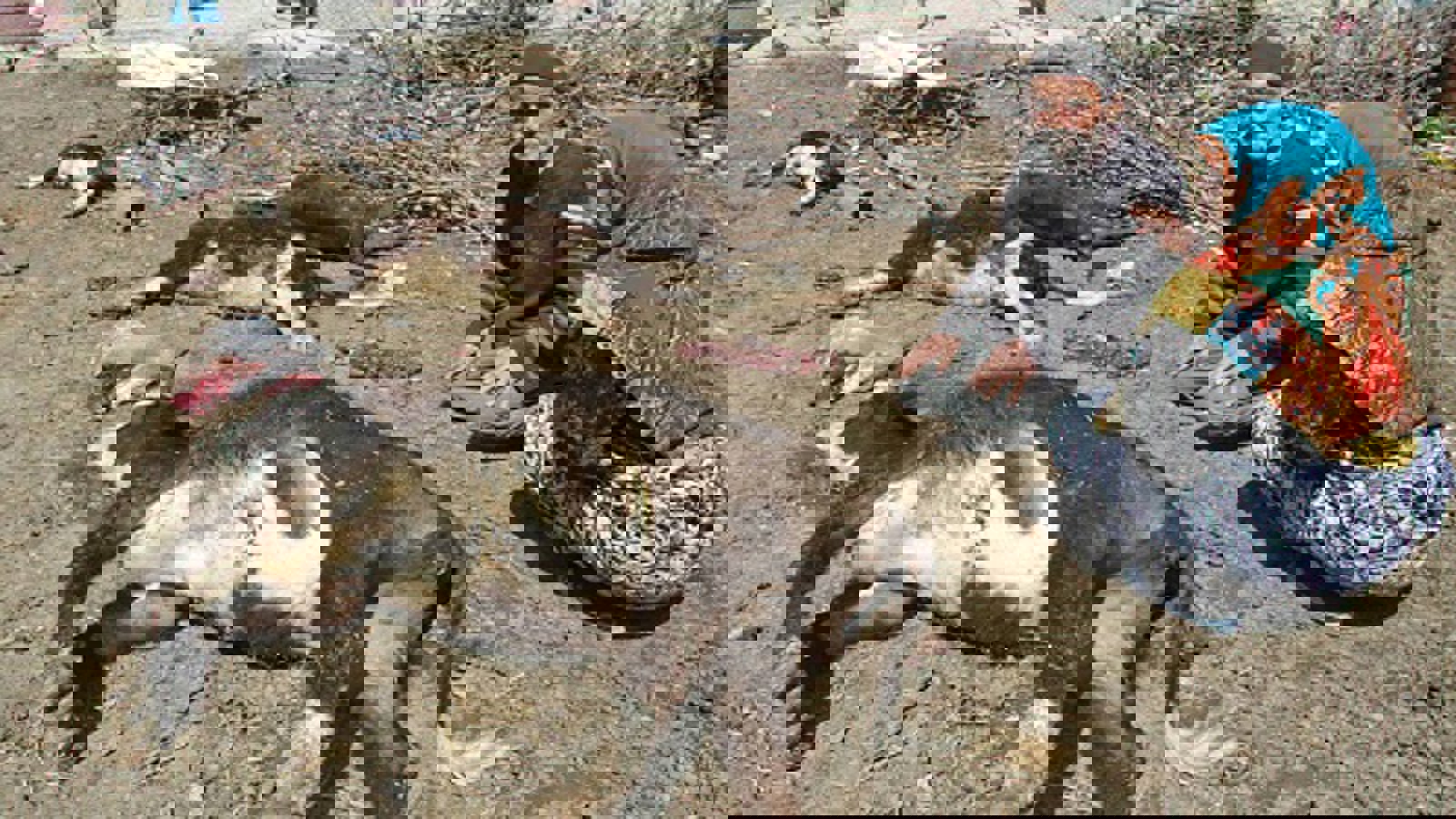 تب برفکی همچنان در آزربایجان جنوبی بیداد می کند