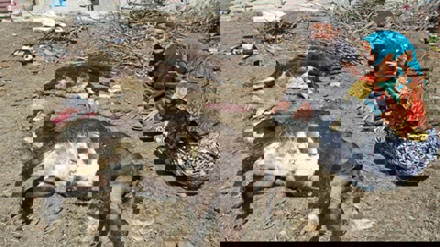 تب برفکی همچنان در آزربایجان جنوبی بیداد می کند