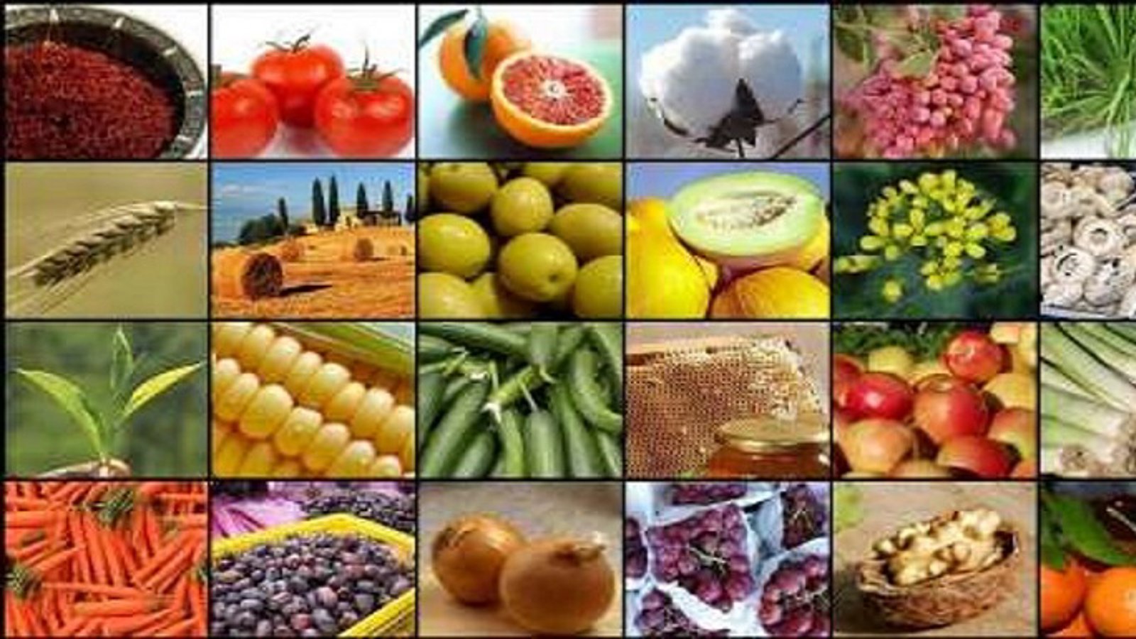 آستارا: افزایش صادرات کشاورزی از قطب کشاورزی آزربایجان