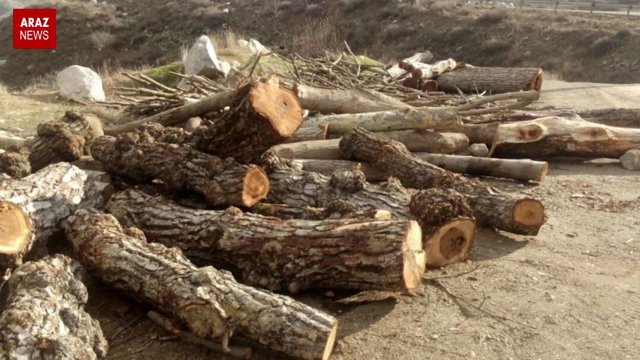 گوندم پروقرامی – ۷ دی ماه