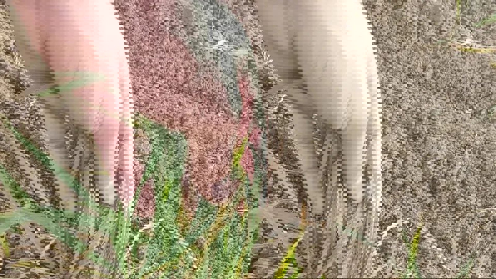 تحویل بذرهای ناسالم از سوی جهاد کشاورزی به کشاورزان آزربایجانی