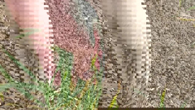 تحویل بذرهای ناسالم از سوی جهاد کشاورزی به کشاورزان آزربایجانی