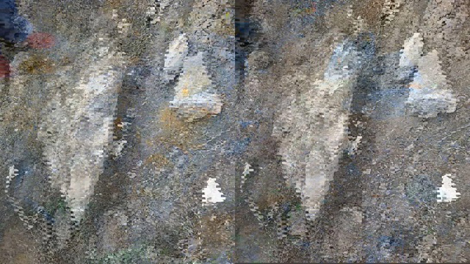 کشف سنگواره یک جانور عظیم در اردبیل آزربایجان