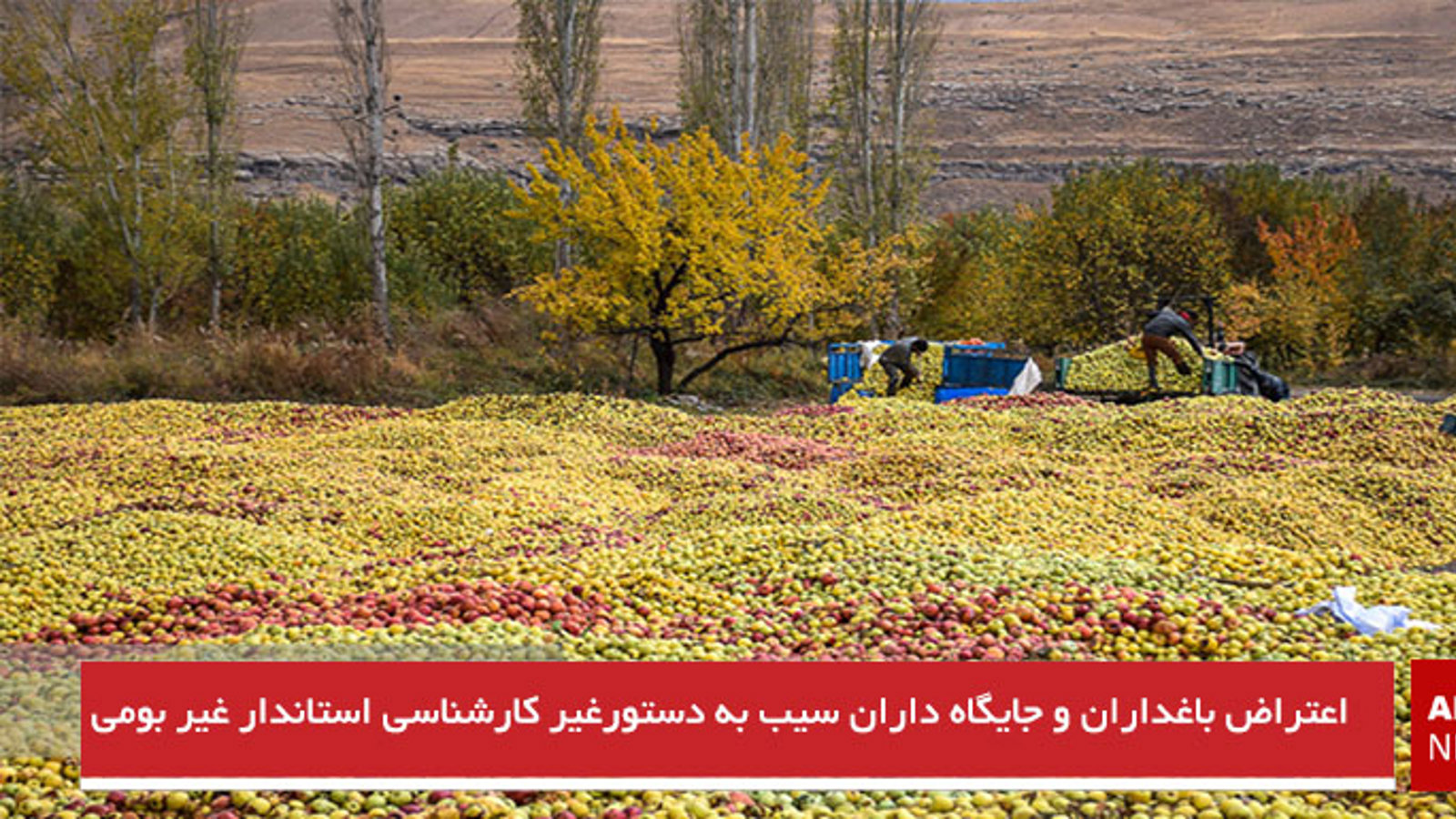 اعتراض باغداران و جایگاه داران سیب به دستور غیر کارشناسی استاندار غیربومی