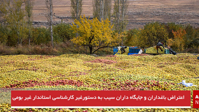 اعتراض باغداران و جایگاه داران سیب به دستور غیر کارشناسی استاندار غیربومی