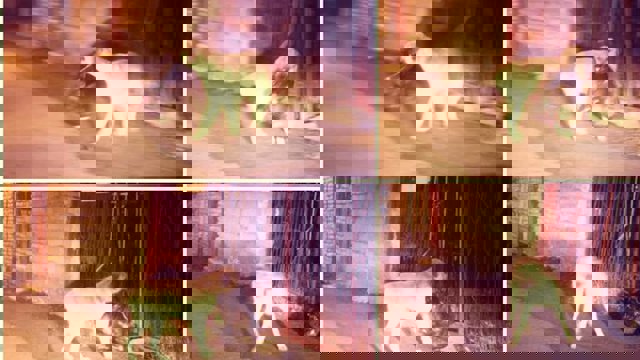 سگ حافظ محیط زیست در خلخال