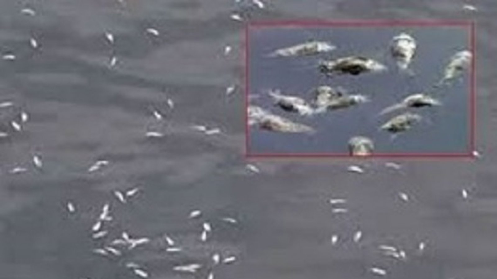 ۳۰۰قطعه ماهی در باراندوز چای اورمیه تلف شدند