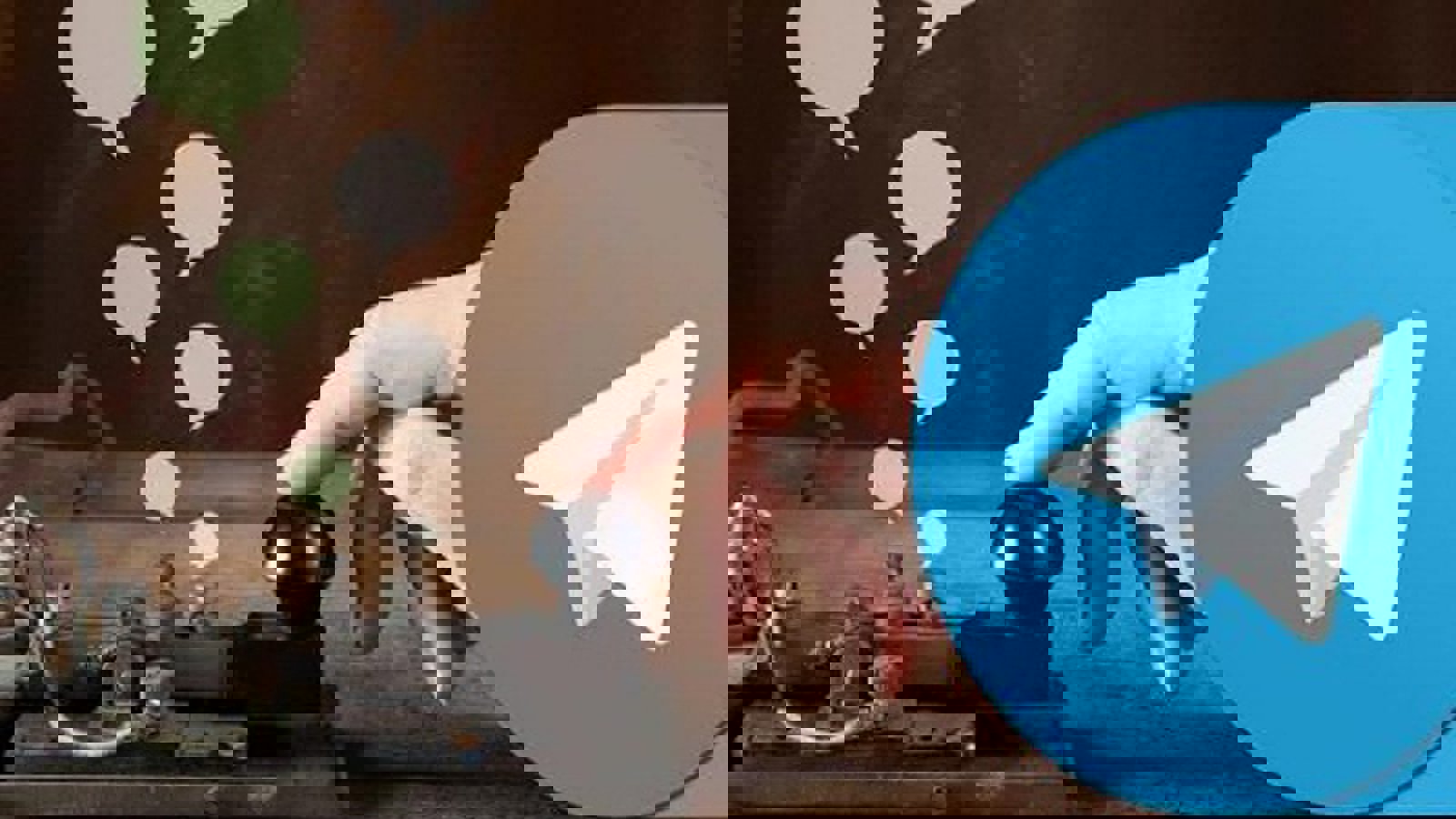 تلگرام در ایران ۲۲ میلیون نفر عضو دارد