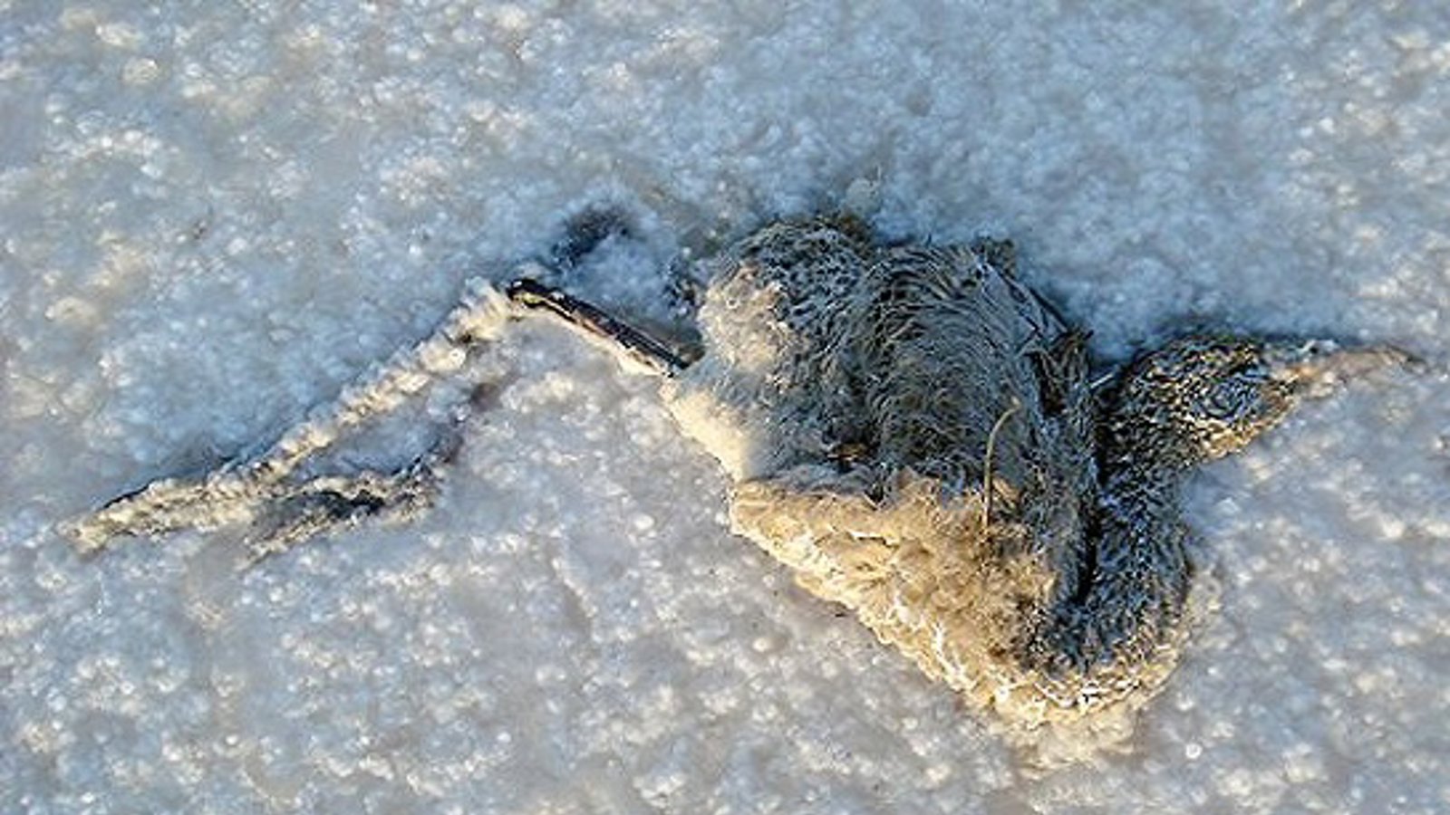 نمک دریاچه اورمیه به زندگی ۱۴ میلیون نفر در آزربایجان خاتمه خواهد داد