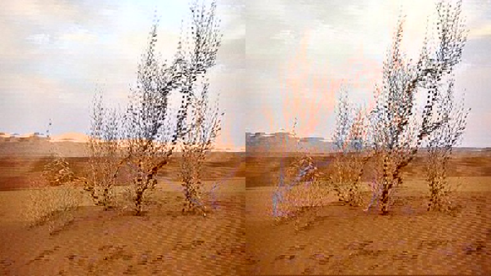 بحران زیست محیطی در زنجان: ۲۰ درصد از مساحت استان در معرض بیابانی شدن