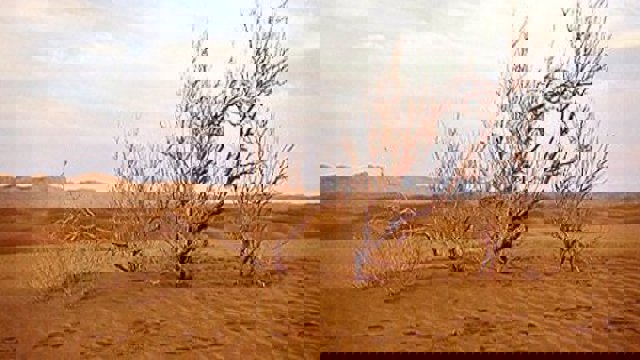 بحران زیست محیطی در زنجان: ۲۰ درصد از مساحت استان در معرض بیابانی شدن