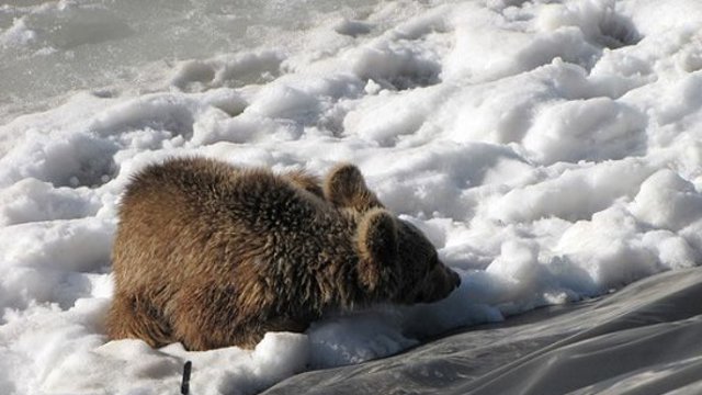 نجات ''خرس'' و ''گورکن'' از یک استخر یخ زده در شهرستان میانه + فیلم