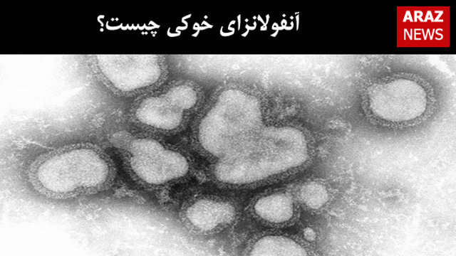 آنفولانزای خوکی چیست؟