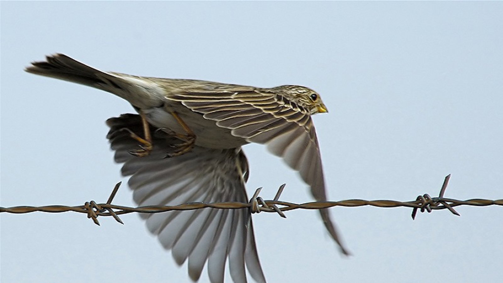 تمام ۲۵ تن فعال بازداشت شده در اردبیل آزاد شدند