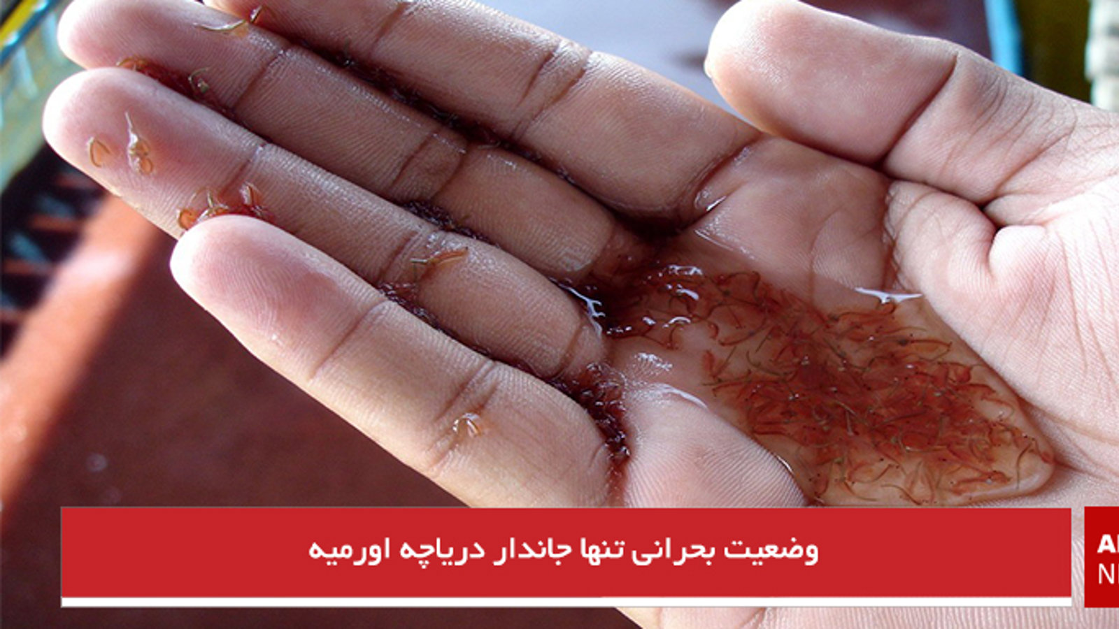 وضعیت بحرانی تنها جاندار دریاچه اورمیه