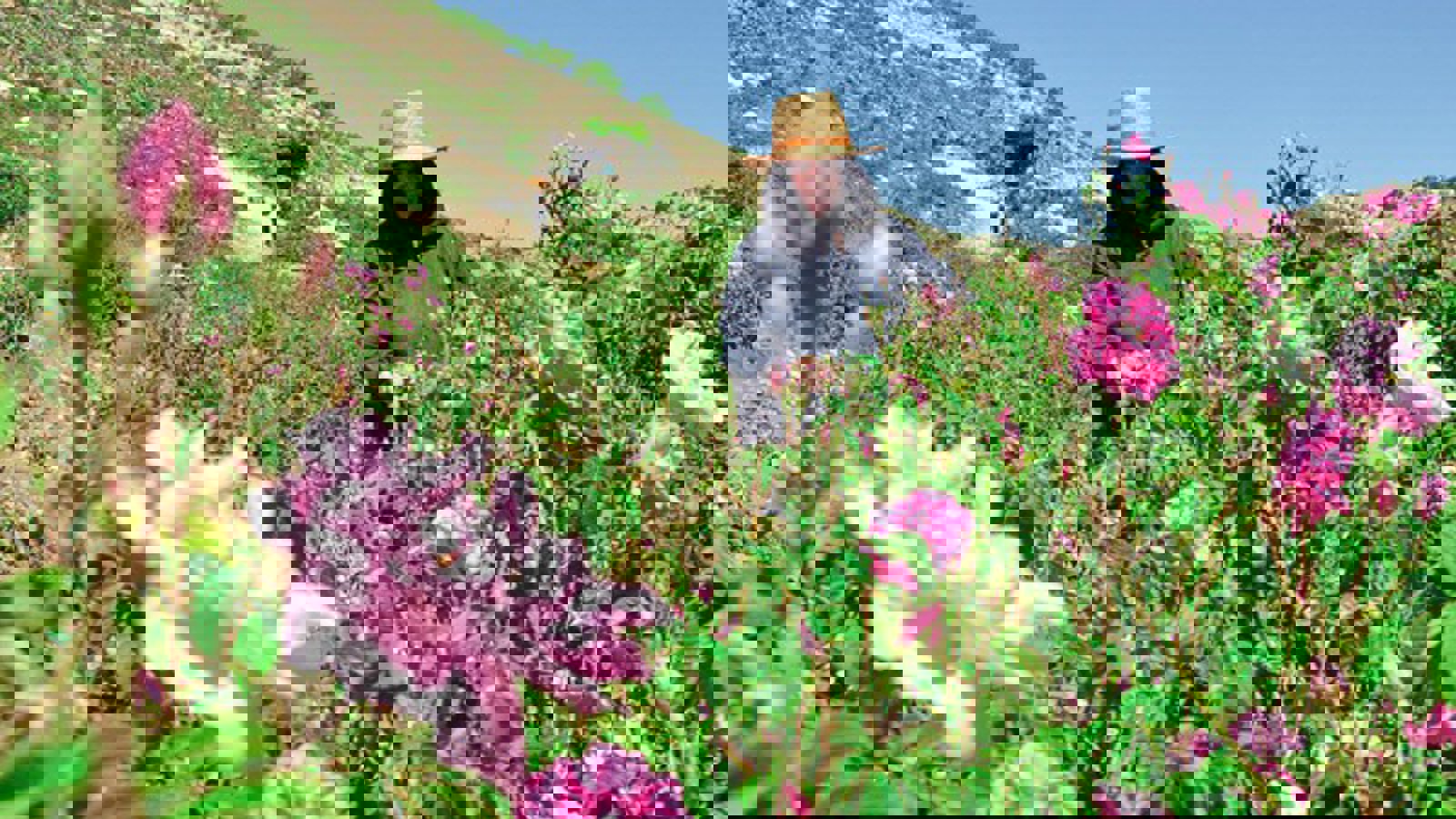 آغاز برداشت "قیزیل گولو" در غرب آزربایجان