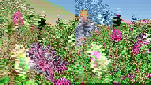 آغاز برداشت 