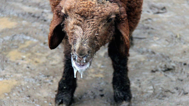 گزارش تصویری از شیوع  تب برفکی (داباق) در قاراداغ