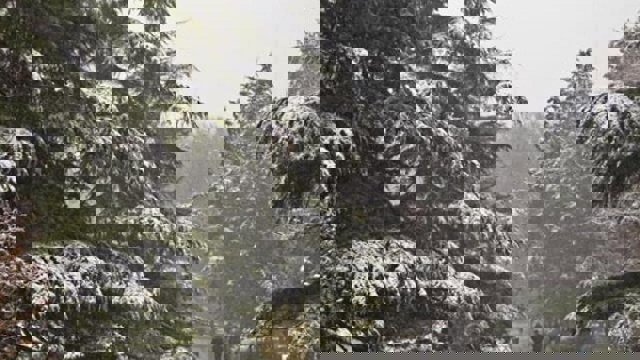 بارش برف، مدارس برخی از شهرهای آذربایجان شرقی را تعطیل کرد