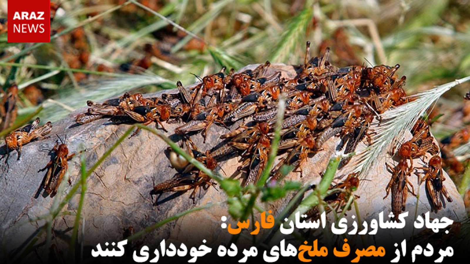 مردم از مصرف ملخ‌های مرده خودداری کنند