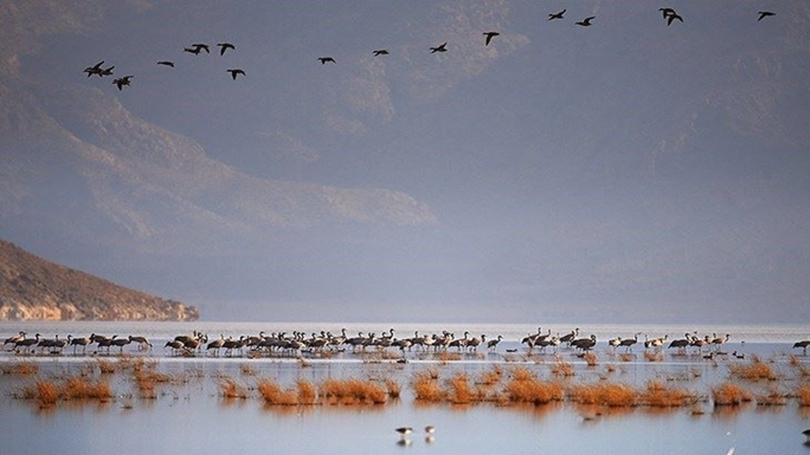 درناهای قهر کرده از دریاچه اورمیه بر تالابهای فارس نشستند