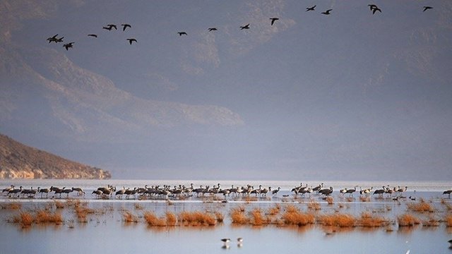 درناهای قهر کرده از دریاچه اورمیه بر تالابهای فارس نشستند