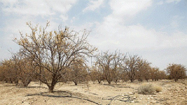 عجب‌شیر: کاهش ۶ متری سطح آب‌های زیرزمینی