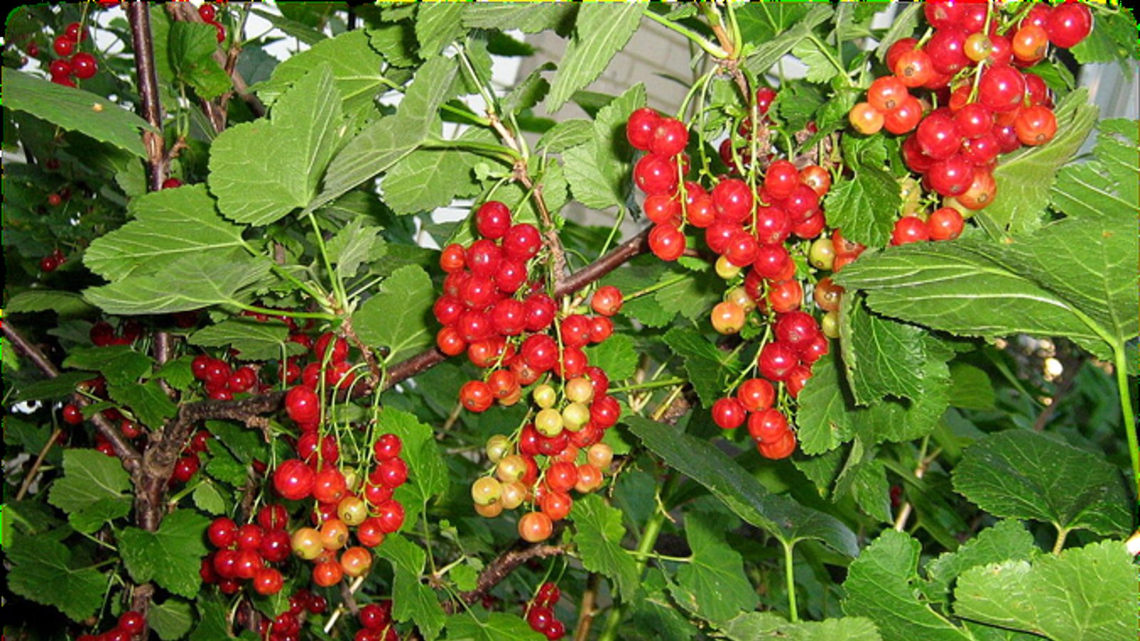 تراژدی زیست‌محیطی قاراداغ و آخرین نفسهای شش تنفسی آزربایجان - سعید خزر