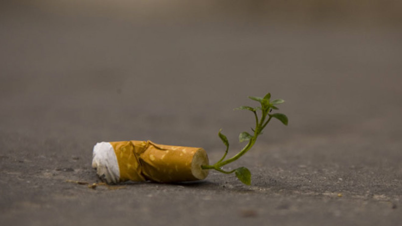 ته سیگار سبز، راهی برای دوستی با طبیعت