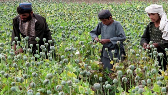 تولید ۹۰ % تریاک دنیا در افغانستان