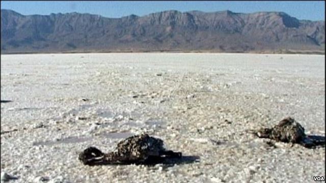 مدیر کل حفاظت محیط زیست آذربایجان غربی: نابودی 50 درصد تنوع زیستی منطقه با خشک شدن دریاچه ارومیه مدیر کل حفاظت محیط زیست آذربایجان غربی: نابودی 50 درصد تنوع زیستی منطقه با خشک شدن دریاچه ارومیه
