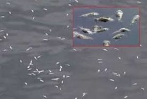 ۳۰۰قطعه ماهی در باراندوز چای اورمیه تلف شدند