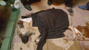 شهروندان تبریزی سگ مجروح را تیمار و به پناه‌گاه حیوانات منتقل کردند