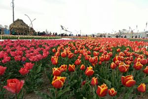 ششمین جشنواره گل در اورمیه برگزار خواهد شد