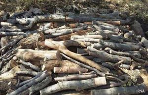 کشف ۱۰ تن چوب جنگلی قاچاق در آستارا