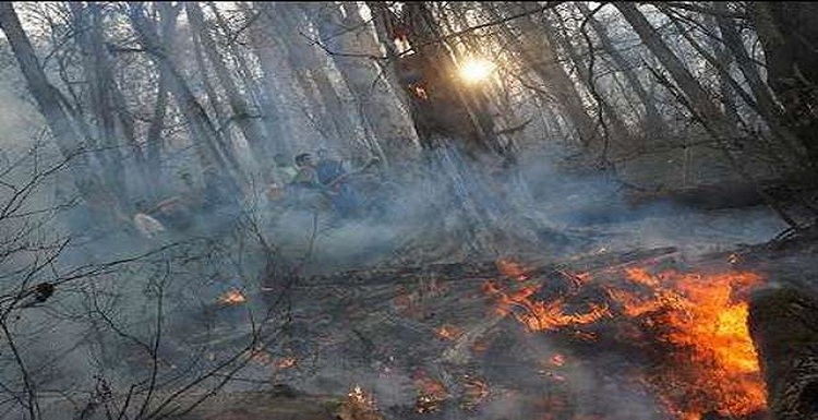 آتش سوزی در منابع جنگلی آزربایجان جنوبی – زنجان