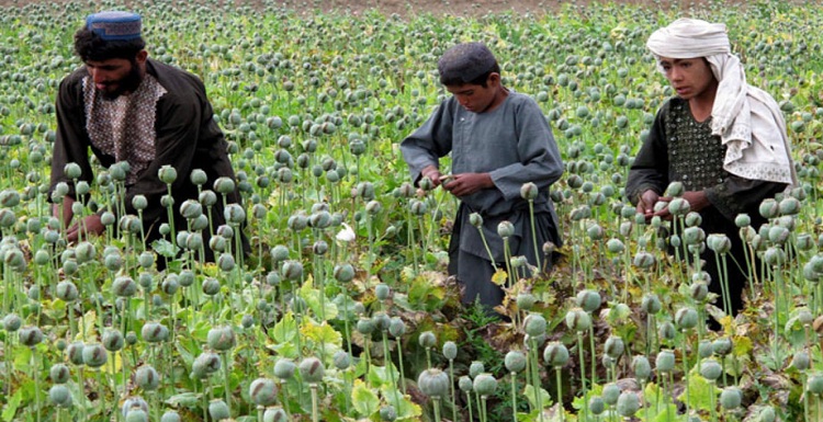 تولید ۹۰ % تریاک دنیا در افغانستان