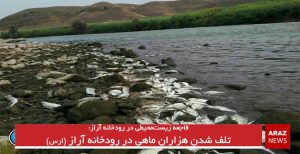 تلف شدن هزاران ماهی در رودخانه آراز (ارس)