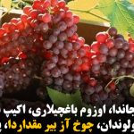 باتی آزربایجاندا، اوزوم باغچیلاری، اکیپ بیچدیکلری اوزوم محصولوندان، چوخ آز بیر مقداردا، پای آپاریرلار