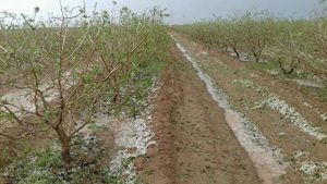 خسارت تگرگ و سیل به باغات زمین‌های کشاورزی شهرستان اورمیه