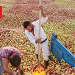 چرا استانی با بزرگ‌ترین بحران خشکسالی، قطب اول تولید سیب ایران است؟