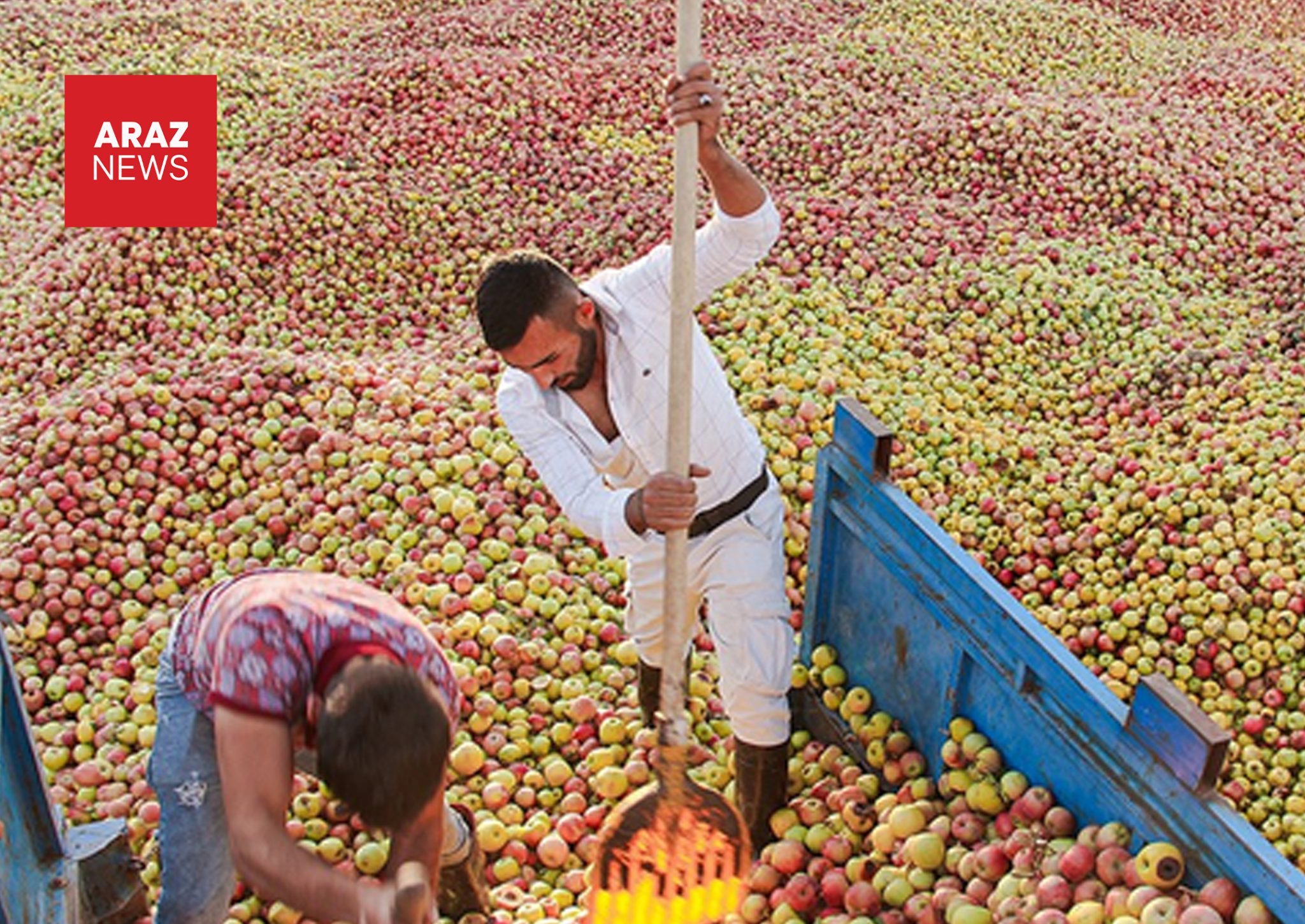 چرا استانی با بزرگترین بحران خشکسالی، قطب اول تولید سیب ایران است؟ چرا استانی با بزرگترین بحران خشکسالی، قطب اول تولید سیب ایران است؟